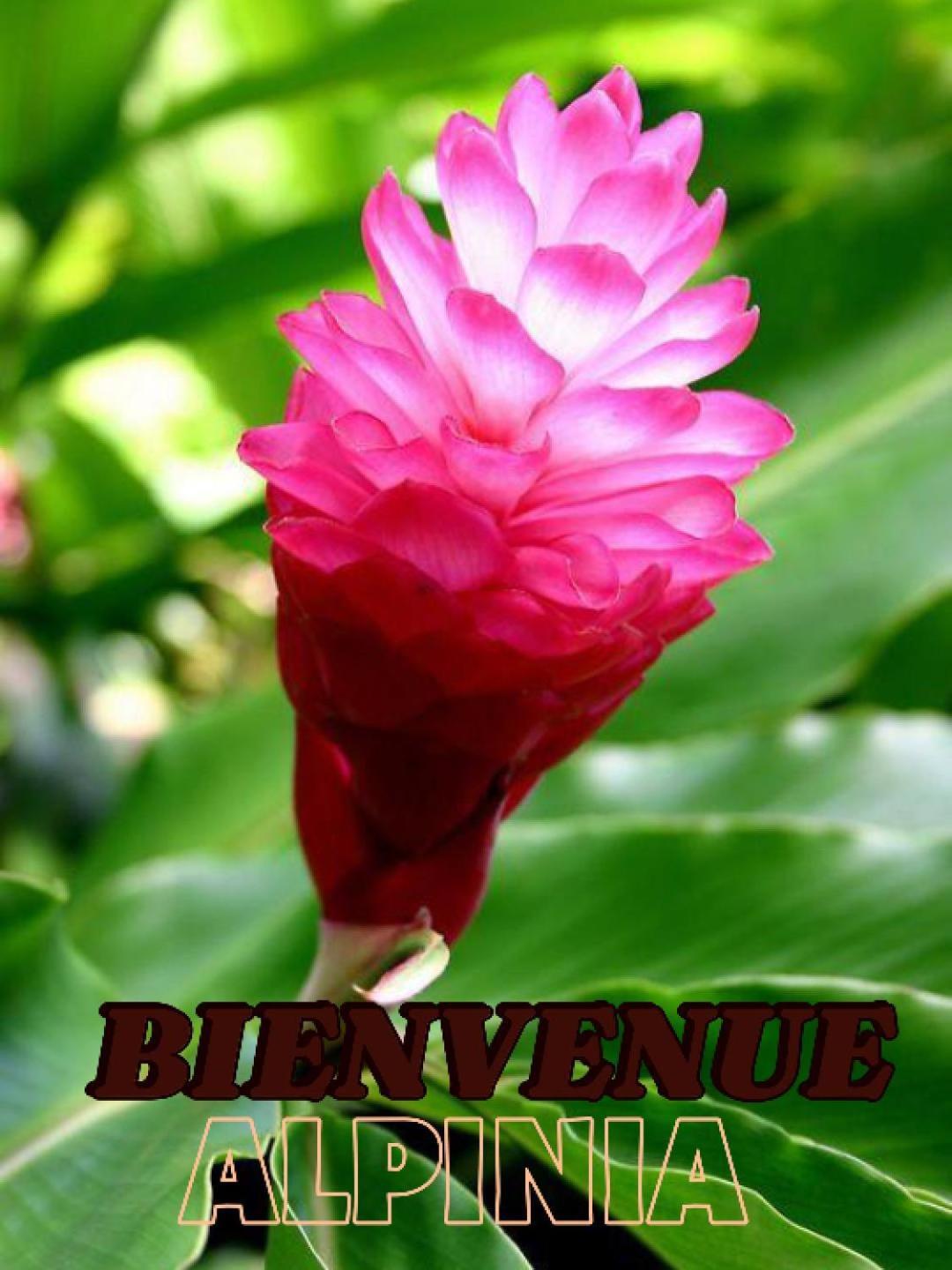 Alpinia Lägenhet Sainte-Anne Exteriör bild